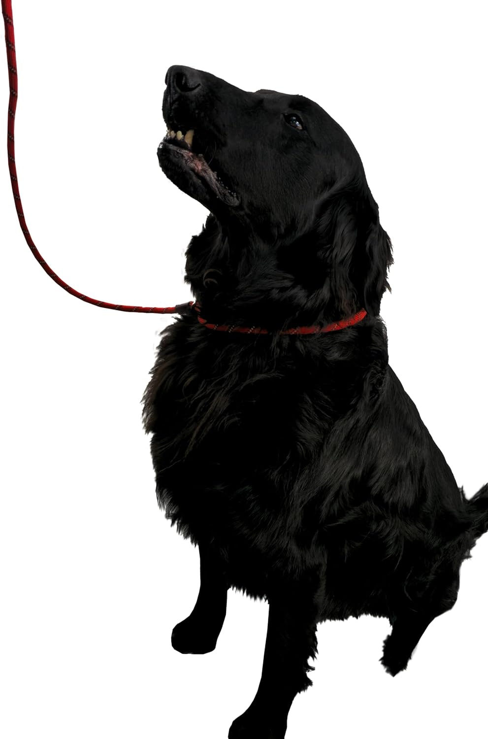 Durable Dog Lead with Adjustable Loop, 150cm